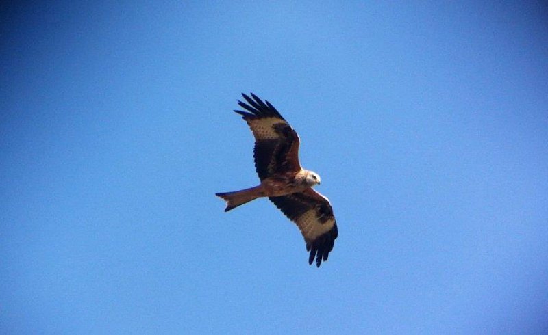 Kites and Cakes on our Raptor Course